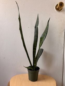 Snake plant
