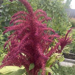 Amaranth ‘Elephant Head’