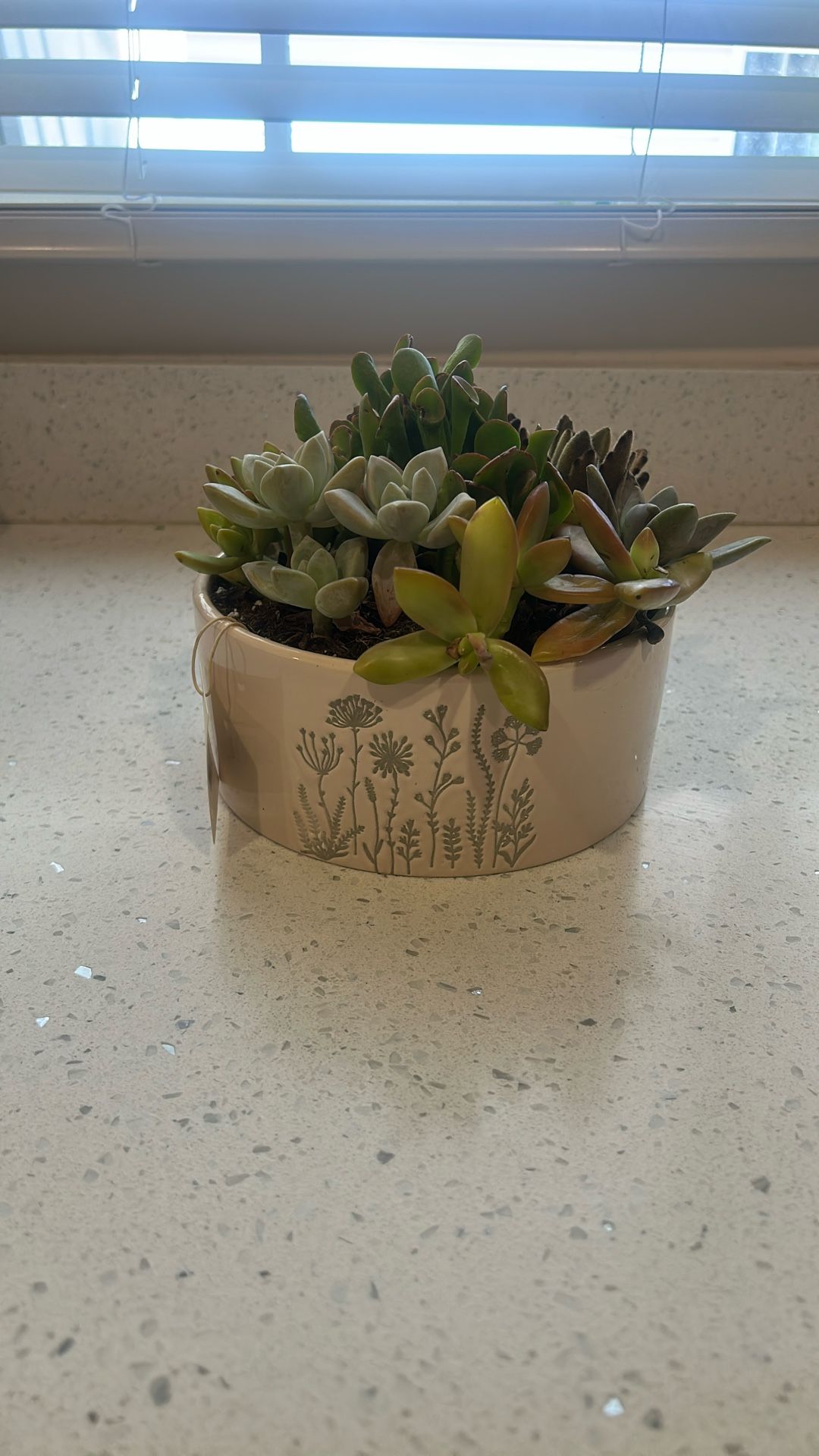 Succulent Arrangement In Ceramic Pot