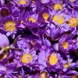 Isis With Wings Statue 