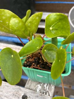 Pilea plant