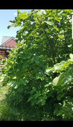 Fig Cuttings available when dormant