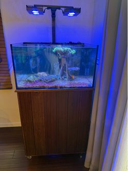 AI 50 gal Lagoon AIO tank and stand