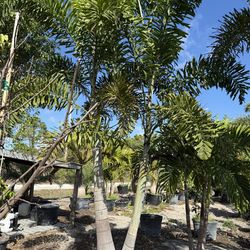 Foxtails  palms