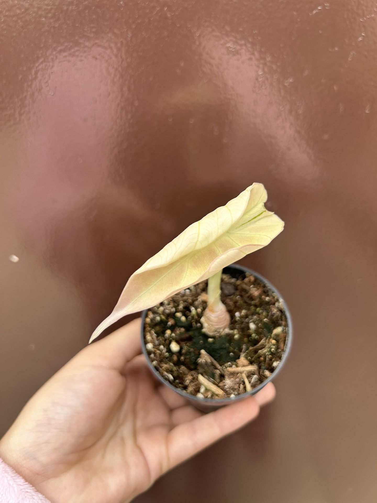 variegated monstera black velvet