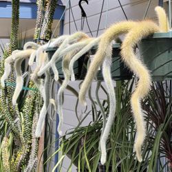 Monkey Tail Cactus 🪴🌵🐒🐒