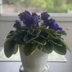 House Plant African Violet!!!