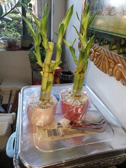 Bamboo