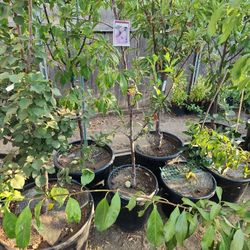 Golden Nectar Plum Tree