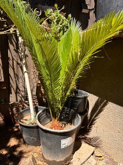 Sego Palm