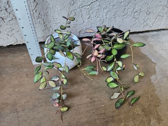 Hoya Burtoniae Inner Variegated Plants