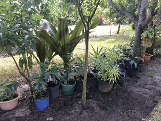 Mango tree plants for sale 2-5 gallons from $ 6-9 dollars
