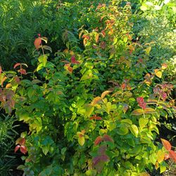 Cherry Hedge Plants 3gl $6🌿🌿