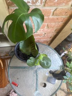 Live Monstera Deliciosa Plant in Pot