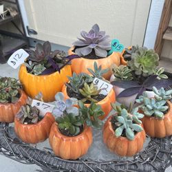 Succulent Pumpkin Planters