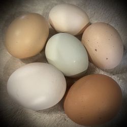 Fresh eggs