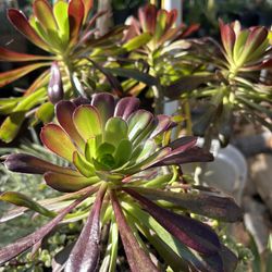 Very Nice  Succulent Plant  