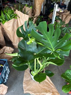 Monstera (House Plant)
