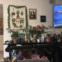 Money Tree Plants For The Holidays 