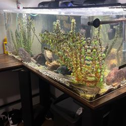 70 Gallon Fish Tank 