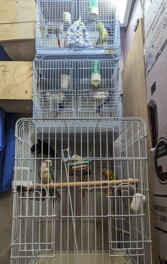Large bird cages Sun Conure and Green Cheek