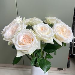 French Delbard Roses White O’ Hara live plants 5 gallons