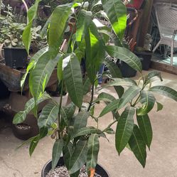 mango dulce grande