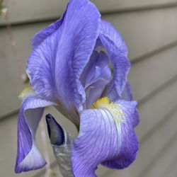 Iris Perennial Plant.