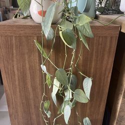 Cebu Blue (Devil’s Ivy)