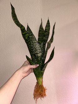 Snake plant