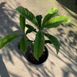 Loquat Tree 🌳 In Big Plastic Pot Organic