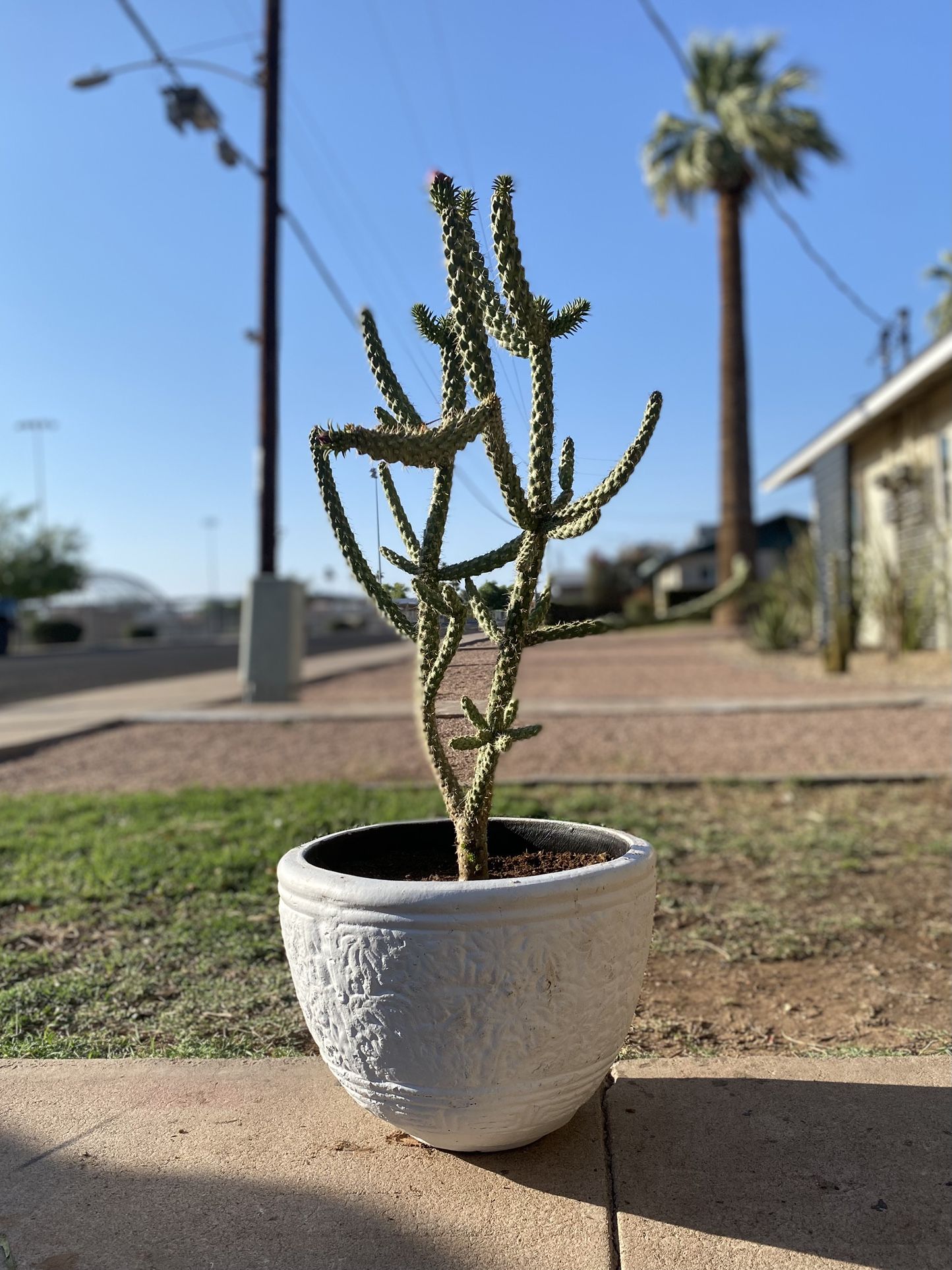 Chola Cactus Plant