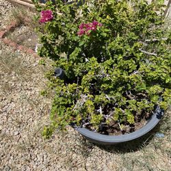 Plants 