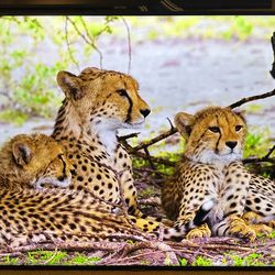 Samsung 65” 4K Smart TV with Remote Control