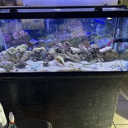 Beginner special 75 gallon tank