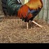 GALLITO