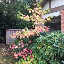 Free Small Trees