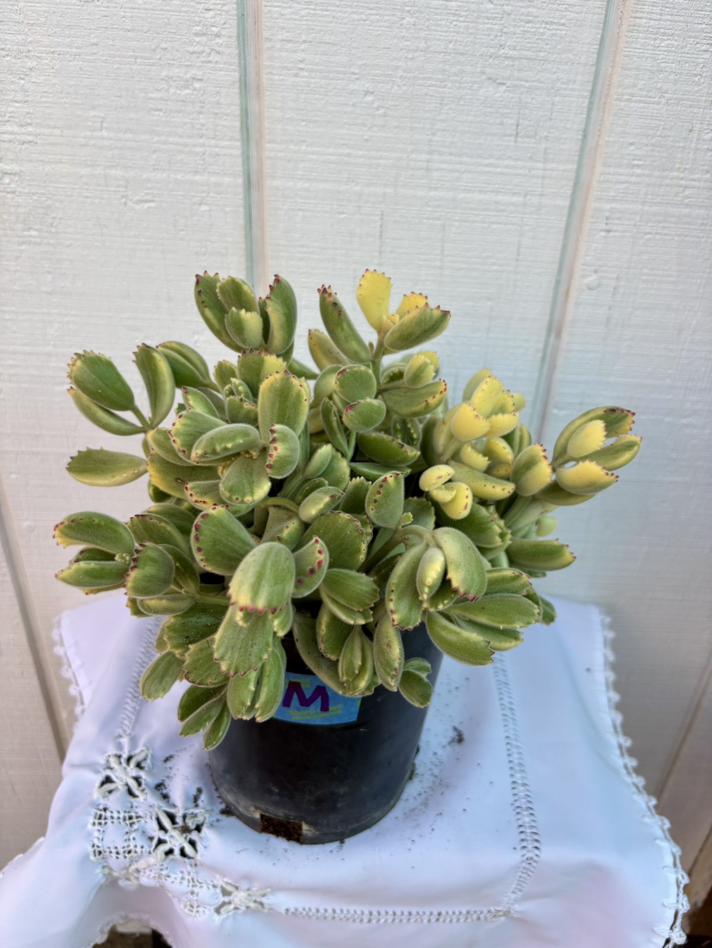 Succulent Cotyledon Bear’s Paw
