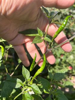 THAI DRAGON CHILE PLANT