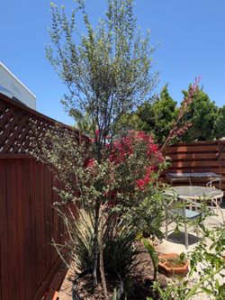 Pittosporum