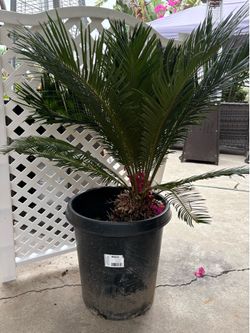 Sago Palm 3ft