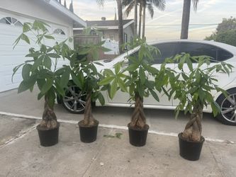 Money Tree Big Trunk 79$ Each