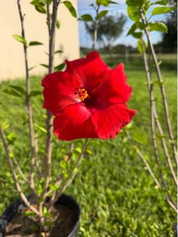 Beautiful red hibiscus 🌺
