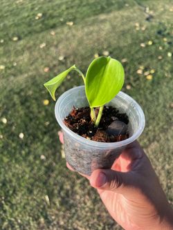 Monstera sierrana