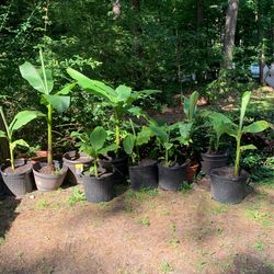 Banana Leaf Trees