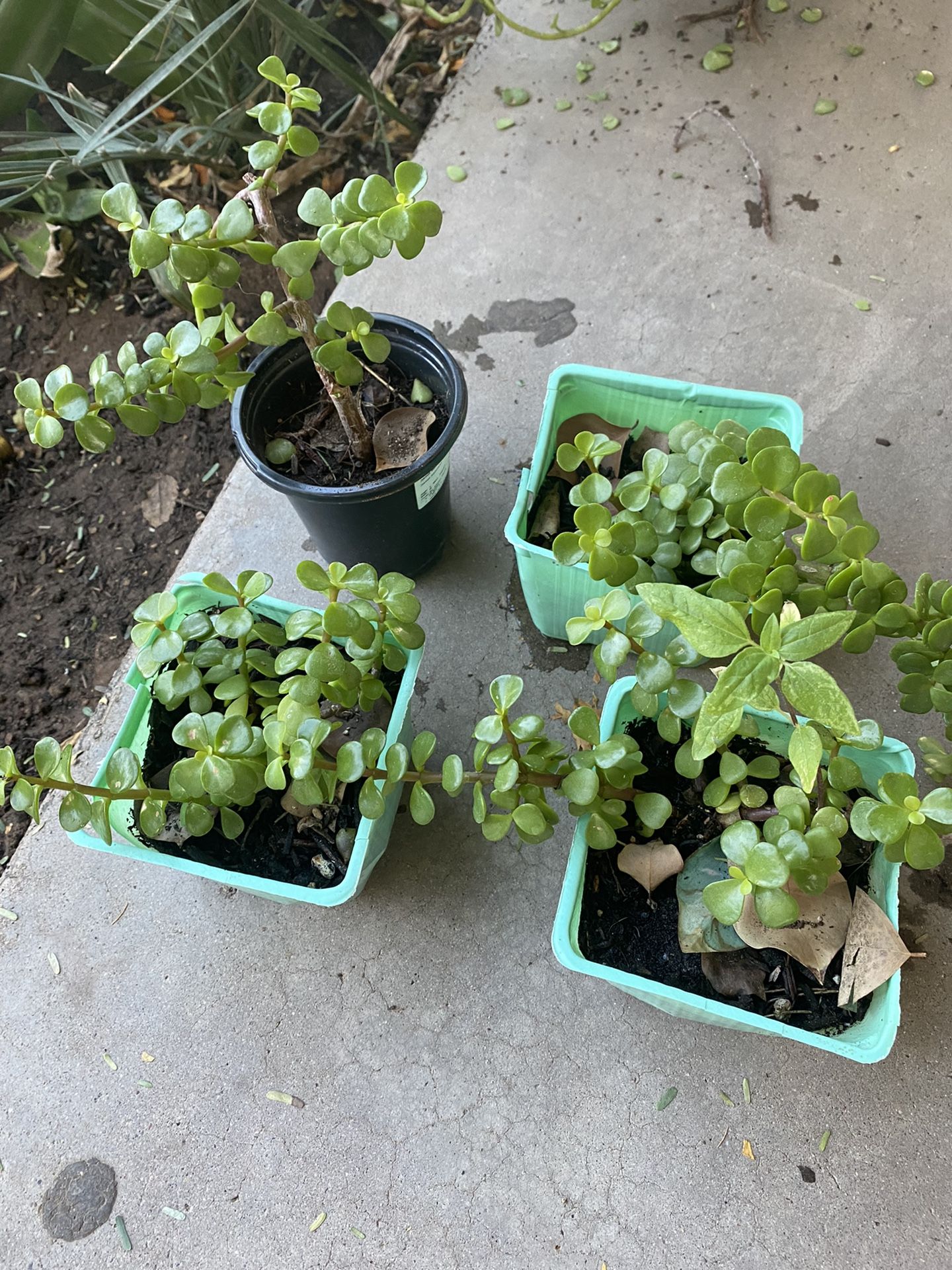 JADE PLANT ABUNDANCE PLANTS ELEFANT FOOD BEAUTIFUL PLANT MILLONARIA PLANTA