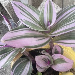 Inch Plant/Tradescantia Zebrina