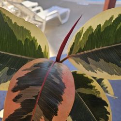 Adult Rubber Tree ‘Tineke’ – Variegated Ficus Elastica Live Potted Houseplant