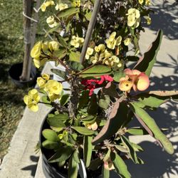 Tres. Colores Diferentes.