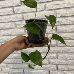 Golden Pothos Vine 